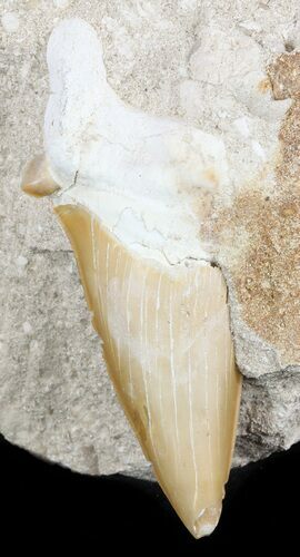 Huge, Otodus Shark Tooth Fossil In Rock - Eocene #47750